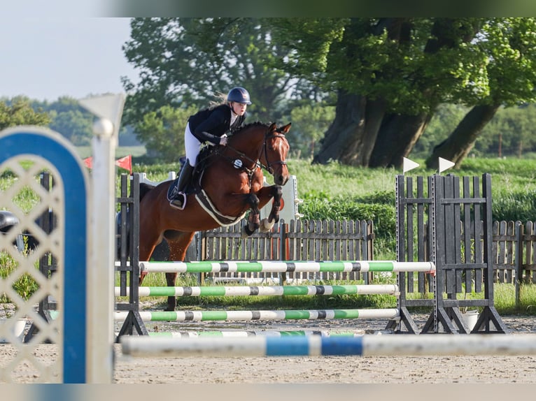 Holsteiner Stute 8 Jahre 165 cm Brauner in Sch&#xF6;nhorst