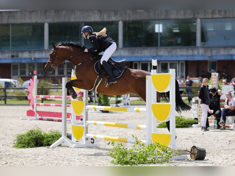 Holsteiner Stute 8 Jahre 165 cm Brauner in Sch&#xF6;nhorst