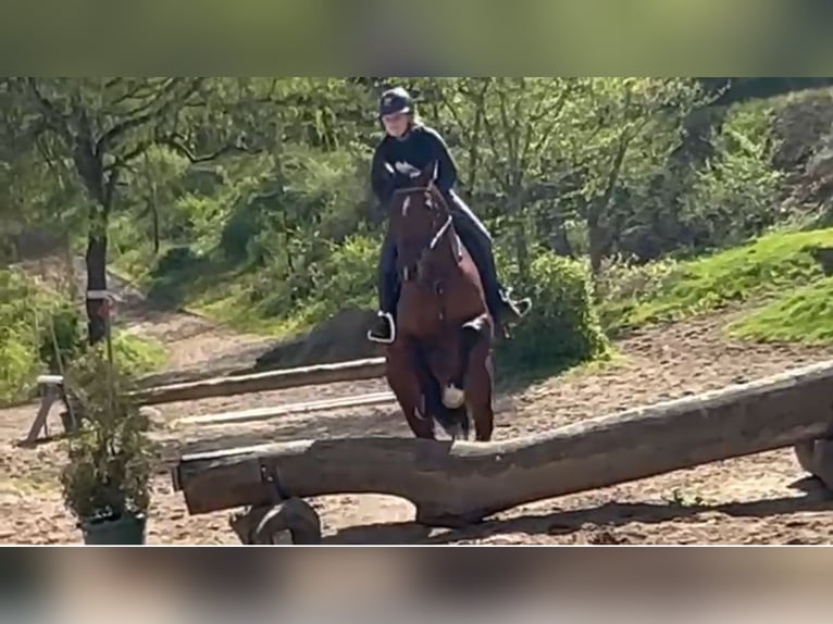 Holsteiner Stute 8 Jahre 165 cm Brauner in Sch&#xF6;nhorst