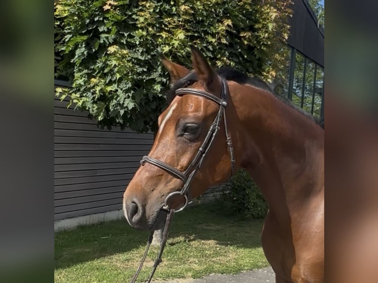 Holsteiner Stute 8 Jahre 165 cm Brauner in Sch&#xF6;nhorst