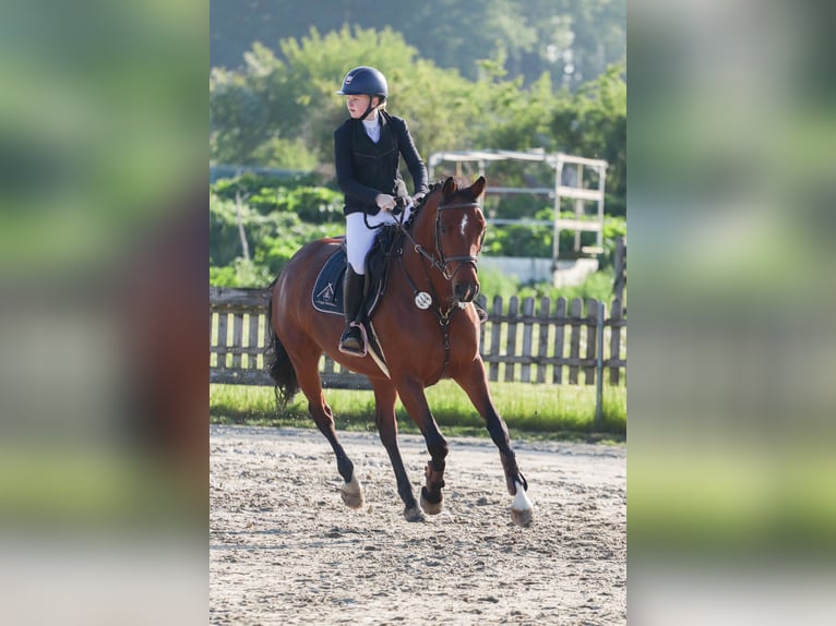 Holsteiner Stute 8 Jahre 165 cm Brauner in Sch&#xF6;nhorst