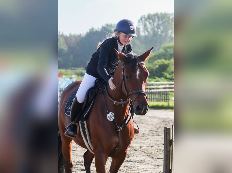 Holsteiner Stute 8 Jahre 165 cm Brauner in Sch&#xF6;nhorst