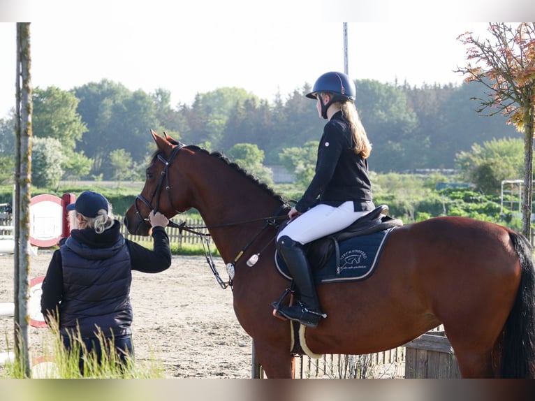 Holsteiner Stute 8 Jahre 165 cm Brauner in Sch&#xF6;nhorst