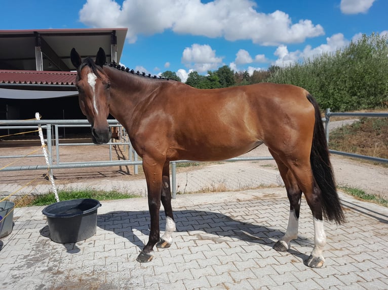 Holsteiner Stute 8 Jahre 165 cm Brauner in Murg