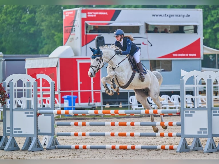 Holsteiner Stute 8 Jahre 165 cm Fliegenschimmel in Thedinghausen