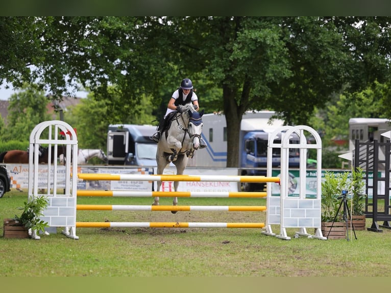 Holsteiner Stute 8 Jahre 165 cm Fliegenschimmel in Thedinghausen