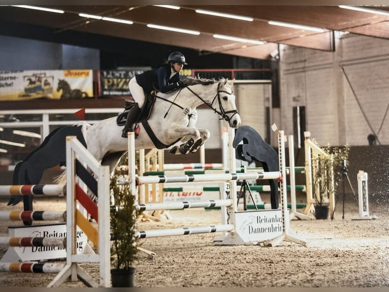Holsteiner Stute 8 Jahre 165 cm Fliegenschimmel in Thedinghausen