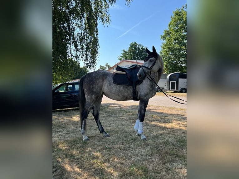 Holsteiner Stute 8 Jahre 165 cm Schimmel in Kehl