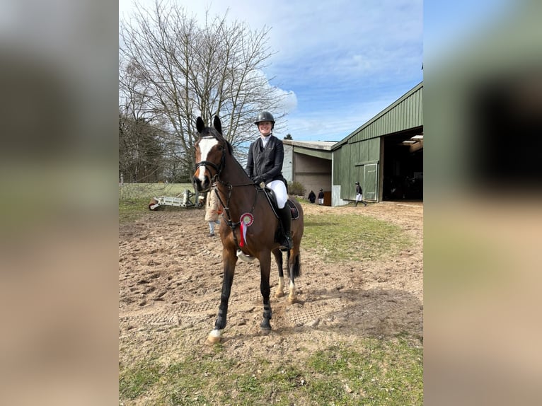 Holsteiner Stute 8 Jahre 165 cm  in Schwesing