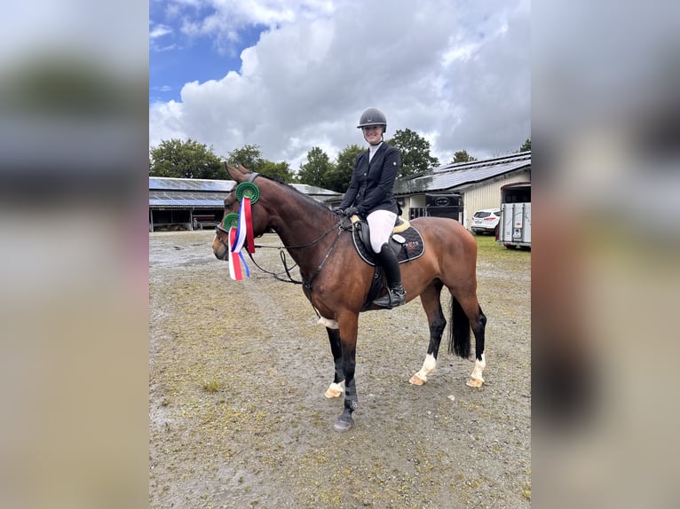 Holsteiner Stute 8 Jahre 165 cm  in Schwesing