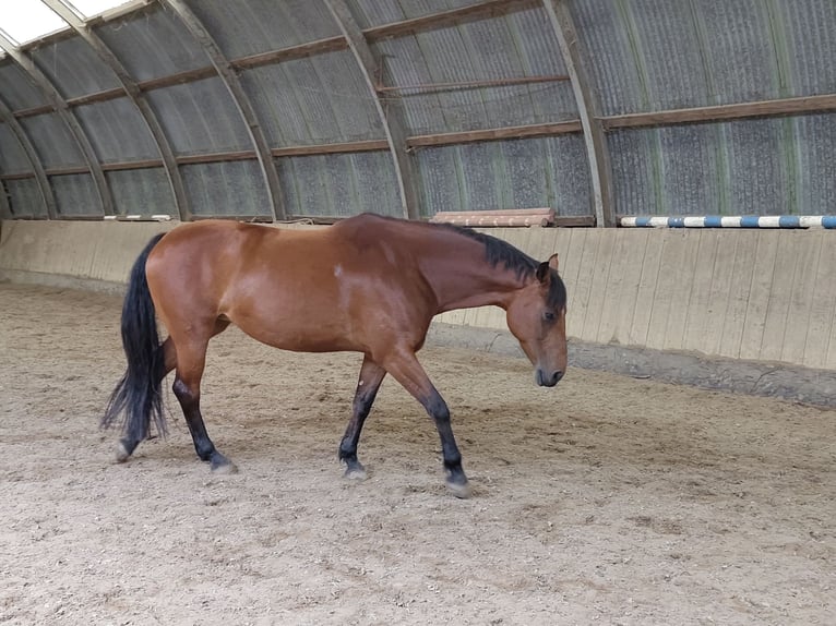 Holsteiner Stute 8 Jahre 166 cm Brauner in SÜDERBRARUP