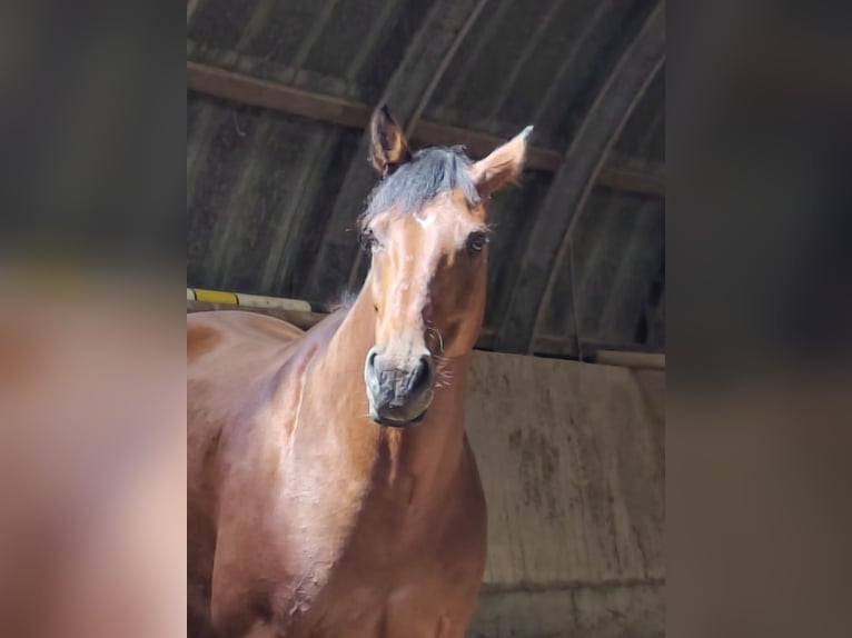 Holsteiner Stute 8 Jahre 166 cm Brauner in SÜDERBRARUP