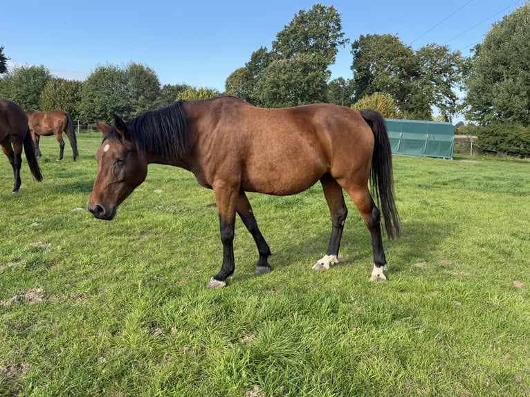 Holsteiner Stute 8 Jahre 166 cm Brauner in Krummesse