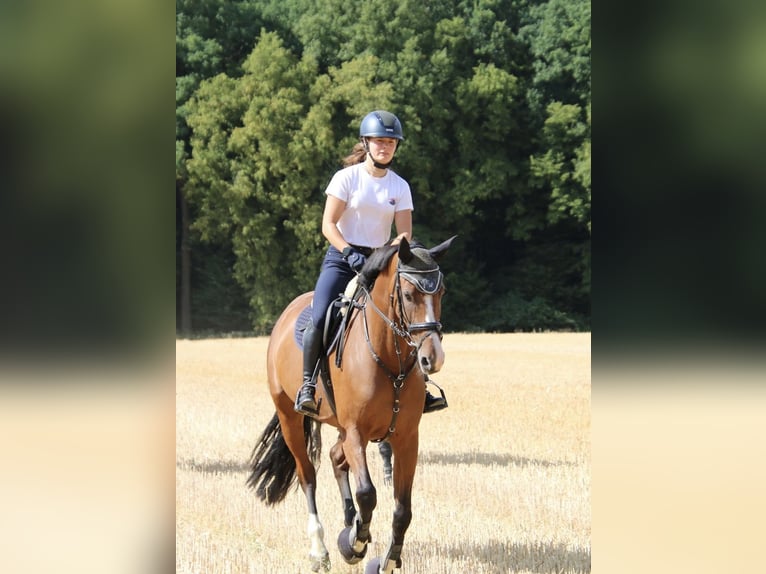 Holsteiner Stute 8 Jahre 166 cm  in Münster