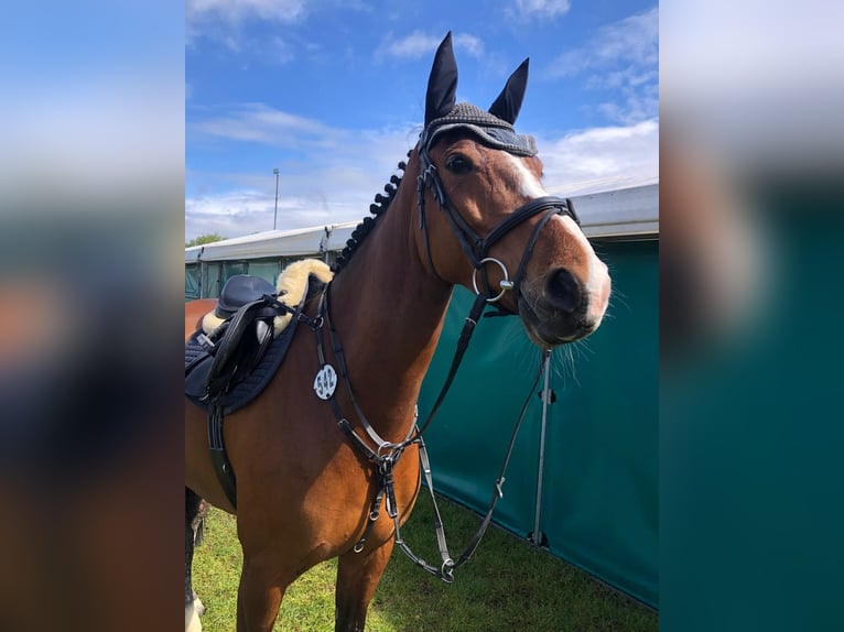 Holsteiner Stute 8 Jahre 166 cm  in Münster