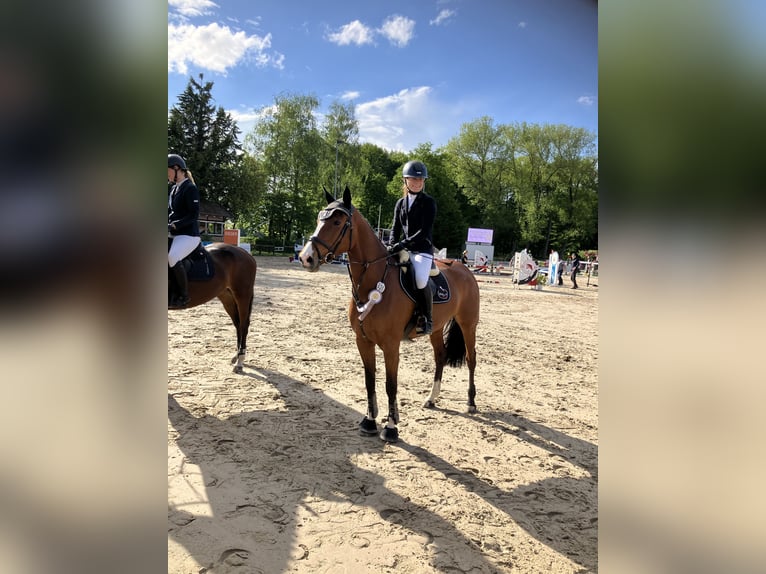 Holsteiner Stute 8 Jahre 166 cm  in Münster