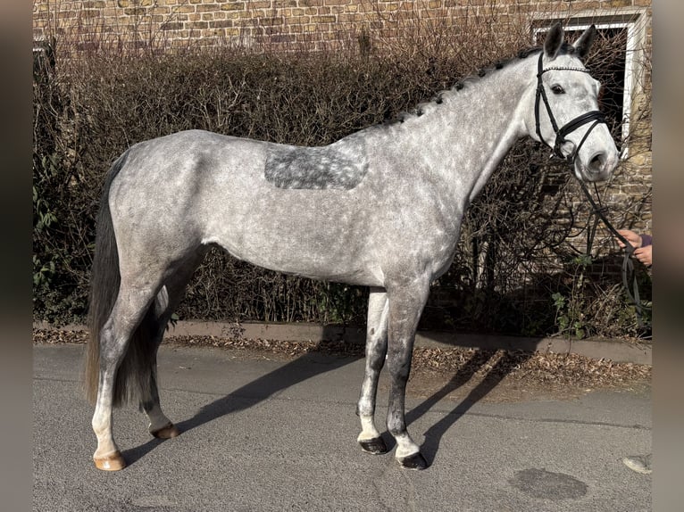 Holsteiner Stute 8 Jahre 167 cm Apfelschimmel in Niederkassel