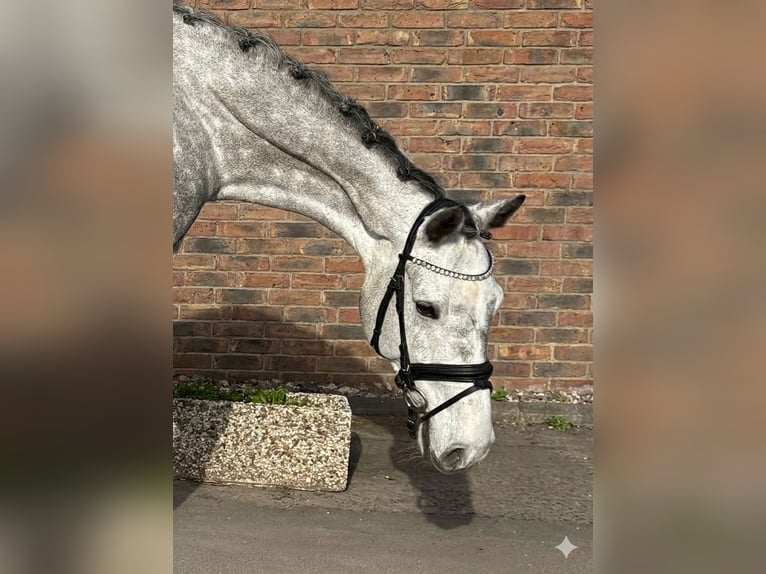 Holsteiner Stute 8 Jahre 167 cm Apfelschimmel in Niederkassel