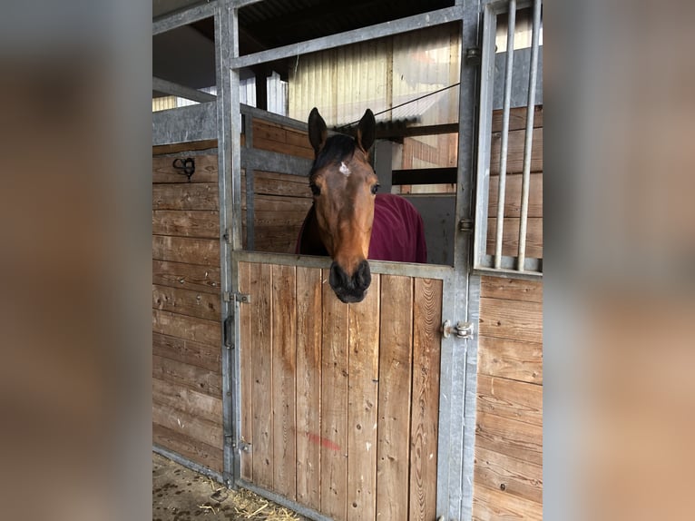 Holsteiner Stute 8 Jahre 167 cm Brauner in Gro&#xDF; Buchwald