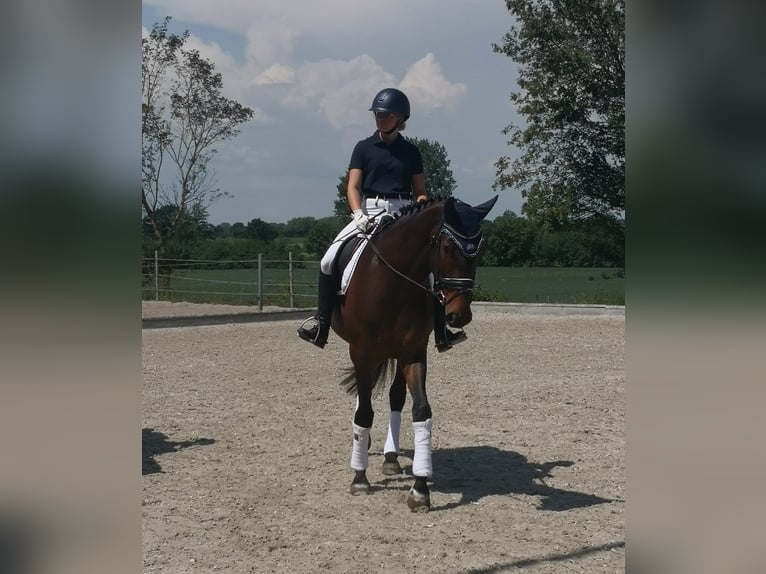 Holsteiner Stute 8 Jahre 167 cm Brauner in Sörup