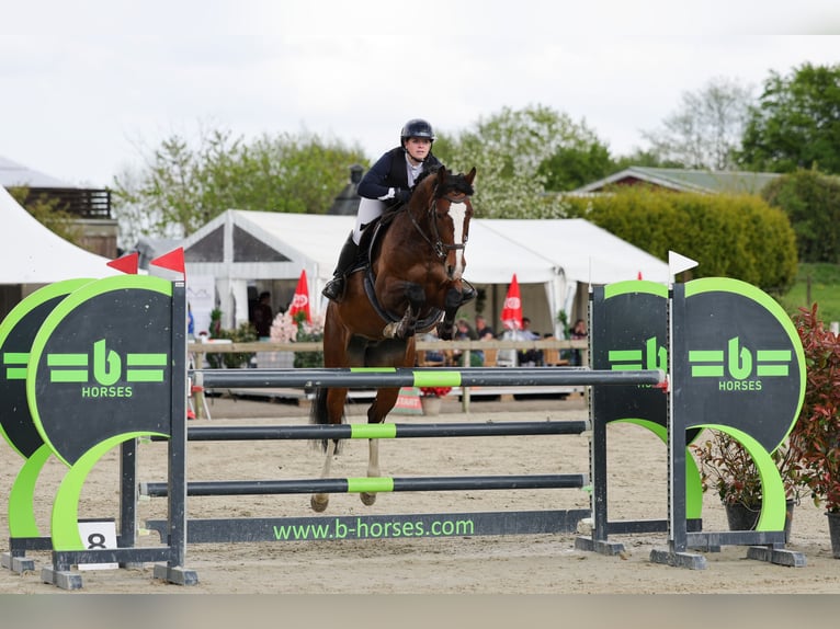 Holsteiner Stute 8 Jahre 167 cm Brauner in Emkendorf
