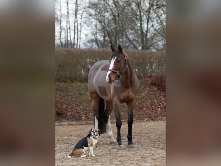 Holsteiner Stute 8 Jahre 167 cm Brauner in Emkendorf