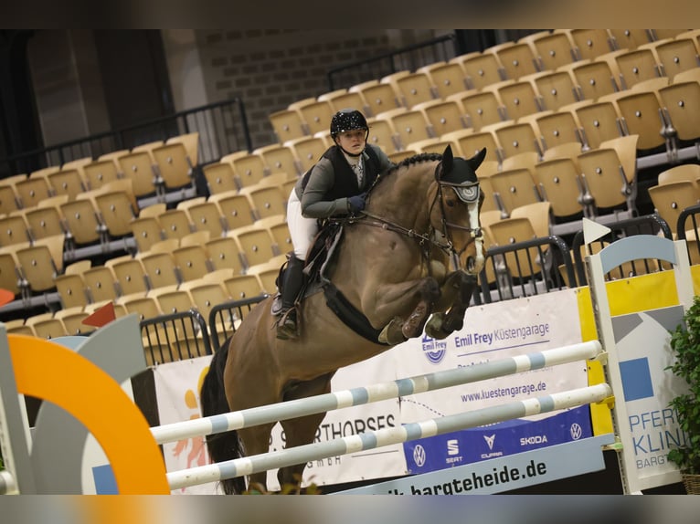 Holsteiner Stute 8 Jahre 167 cm Brauner in Emkendorf
