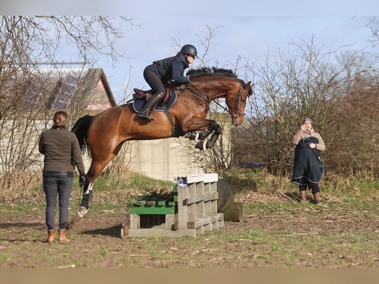 Holsteiner Stute 8 Jahre 167 cm Brauner in Emkendorf