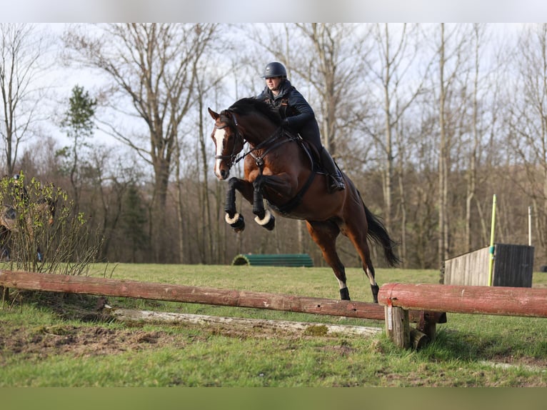 Holsteiner Stute 8 Jahre 167 cm Brauner in Emkendorf