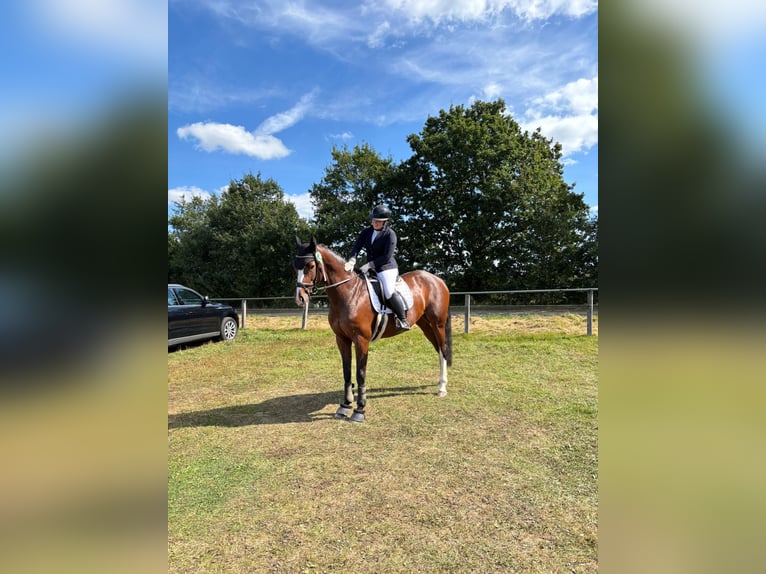 Holsteiner Stute 8 Jahre 167 cm Brauner in Emkendorf