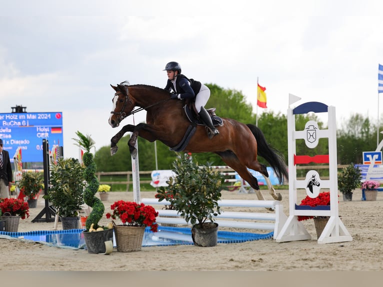 Holsteiner Stute 8 Jahre 167 cm Brauner in Emkendorf