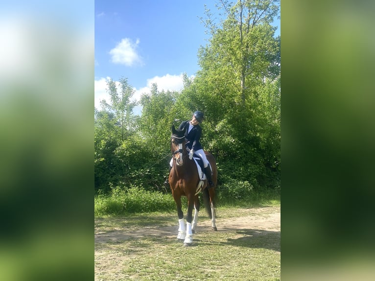 Holsteiner Stute 8 Jahre 167 cm Brauner in Emkendorf