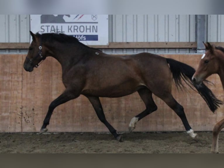 Holsteiner Stute 8 Jahre 167 cm Brauner in Kaiser-Wilhelm-Koog