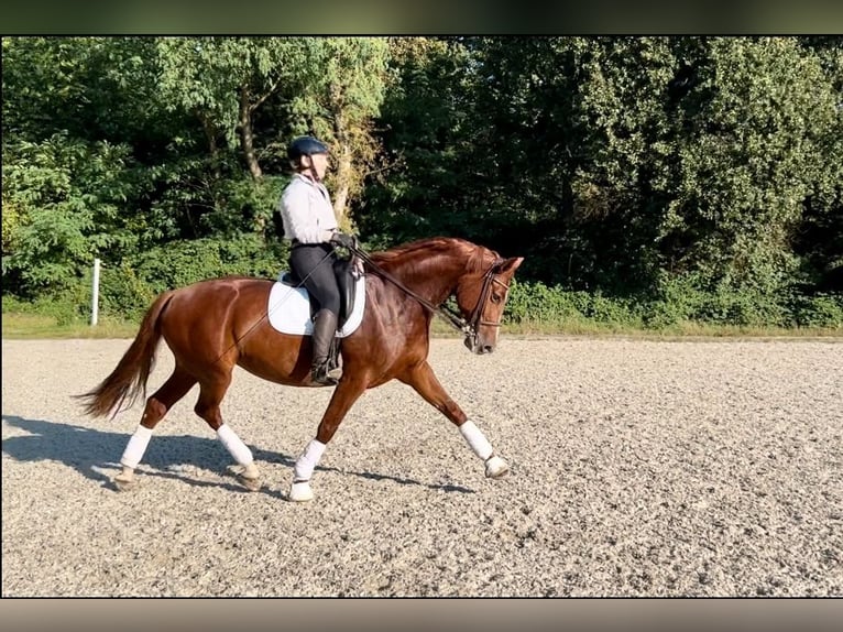 Holsteiner Stute 8 Jahre 167 cm Fuchs in Köln Merheim