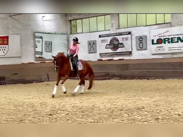 Holsteiner Stute 8 Jahre 167 cm Fuchs in Köln Merheim