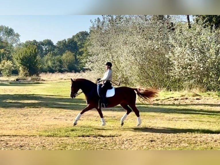 Holsteiner Stute 8 Jahre 167 cm Fuchs in Köln Merheim