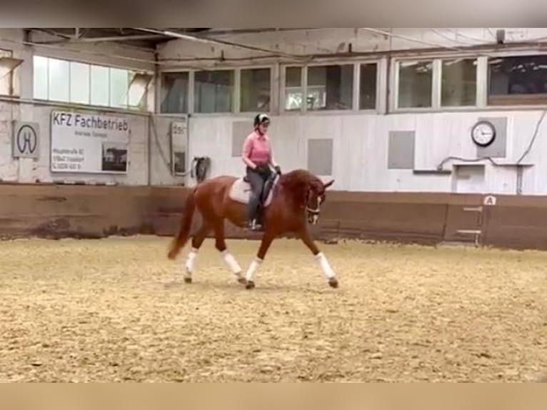 Holsteiner Stute 8 Jahre 167 cm Fuchs in Köln Merheim