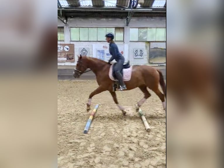 Holsteiner Stute 8 Jahre 167 cm Fuchs in Köln Merheim