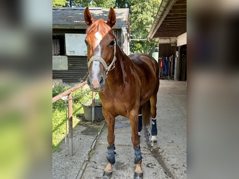Holsteiner Stute 8 Jahre 167 cm Fuchs in Köln Merheim