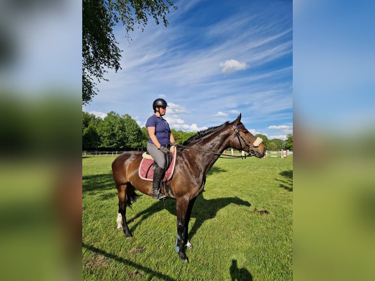 Holsteiner Stute 8 Jahre 167 cm Schwarzbrauner in Kellinghusen