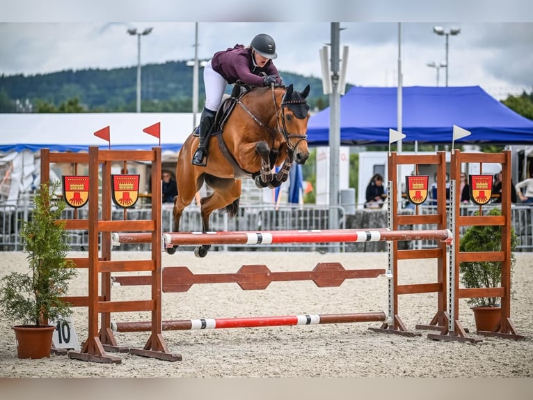 Holsteiner Stute 8 Jahre 168 cm Brauner in Winkel