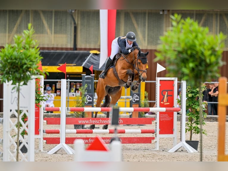 Holsteiner Stute 8 Jahre 168 cm Brauner in Winkel