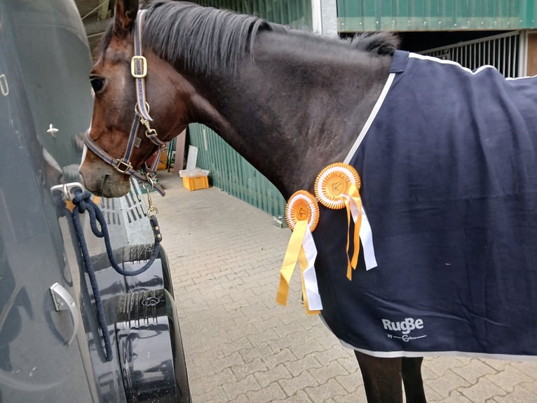 Holsteiner Stute 8 Jahre 168 cm Brauner in Straelen