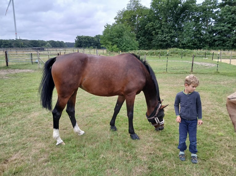 Holsteiner Stute 8 Jahre 168 cm Brauner in Straelen