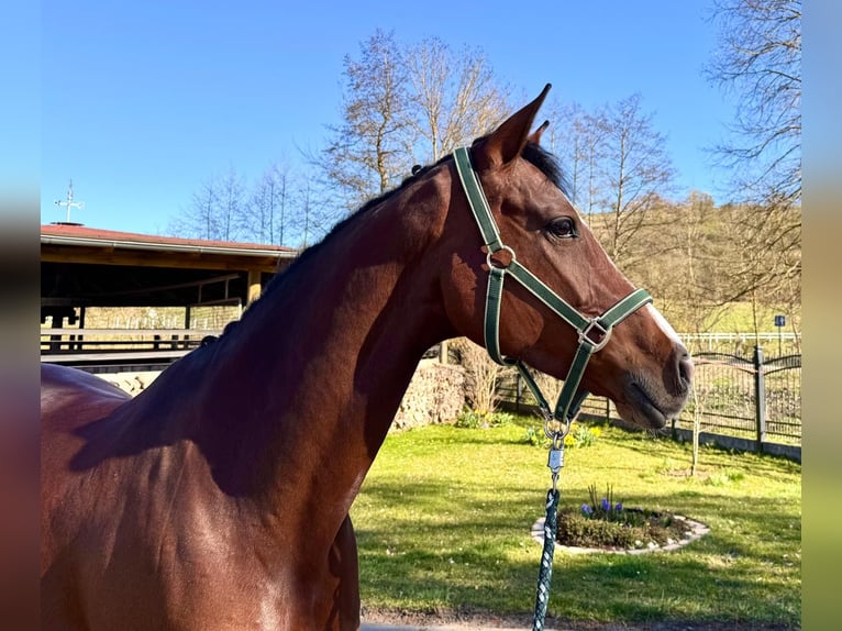 Holsteiner Stute 8 Jahre 168 cm Brauner in Sangerhausen