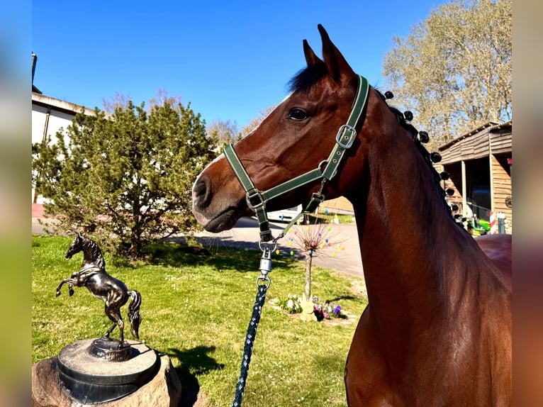 Holsteiner Stute 8 Jahre 168 cm Brauner in Sangerhausen