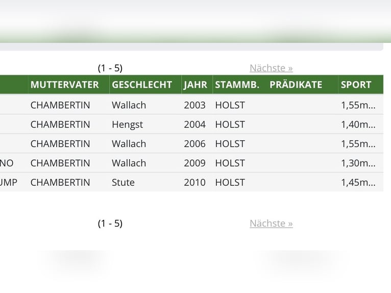 Holsteiner Stute 8 Jahre 168 cm Brauner in Berne