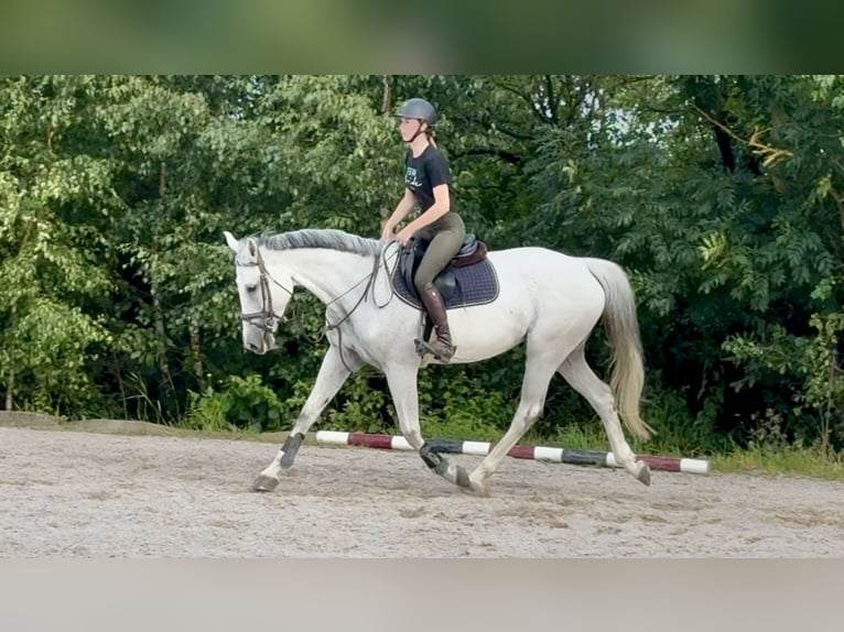 Holsteiner Stute 8 Jahre 168 cm Schimmel in Pelmberg