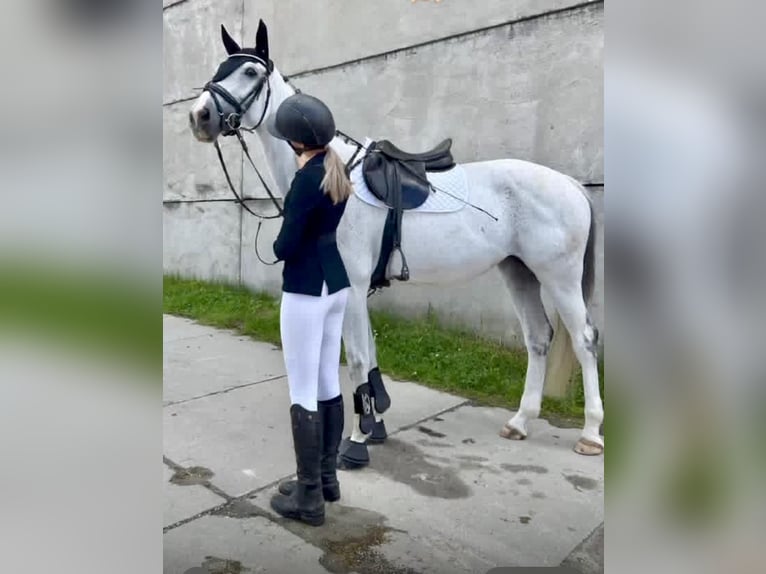 Holsteiner Stute 8 Jahre 168 cm Schimmel in Pelmberg
