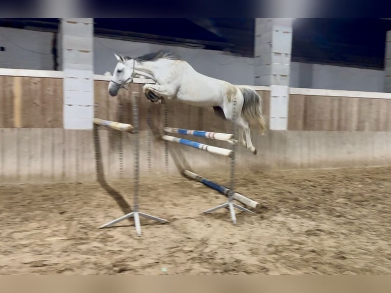 Holsteiner Stute 8 Jahre 168 cm Schimmel in Pelmberg